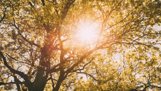 「普通のLED」はもう古い？欧州における“太陽光”への回帰と、日本人が知らない体への影響